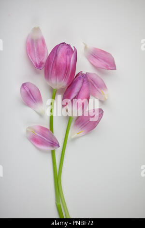 Tulipani rosa ancora vita istantanee in studio Foto Stock