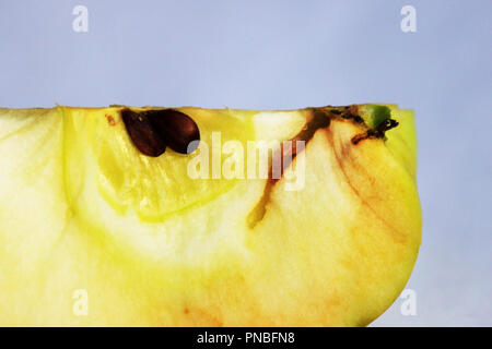 Una traccia di apple worms in apple. fonte di infezione di apple da parte del marciume bruno Monilia fructigena stampo sulla pelle di un marciume Foto Stock