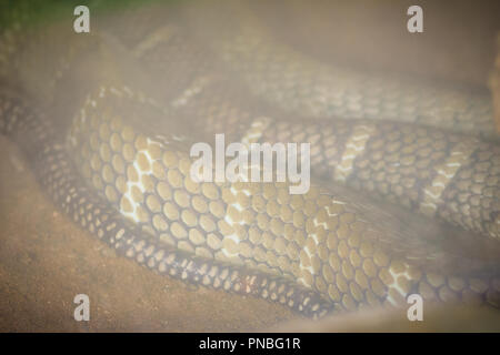 Il re cobra (Ophiophagus hannah), noto anche come hamadryad, è una specie di serpente velenoso nella famiglia Elapidae. Il più grande serpente velenoso specie Foto Stock