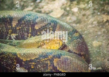 Il pitone reticolato (Python reticulatus) è una specie di python ha trovato nel sud-est asiatico. Essi sono nonvenomous costrizioni e normalmente non conside Foto Stock
