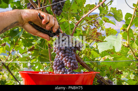 Primo piano di qualcuno il taglio di un grappolo di uva in una vigna durante la vendemmia. Alto Adige, Trentino Alto Adige, Italia settentrionale Foto Stock