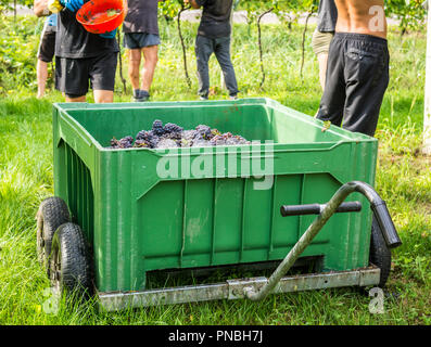 Cassa di uva raccolta e filari di viti durante la vendemmia in Alto Adige/Trentino Alto Adige, Italia settentrionale Foto Stock