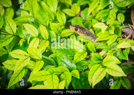 Carino indocinese biacco (Ptyas korros) è slithering sugli alberi con foglie verde dello sfondo. Ratsnake cinese o ratto indocinesi snake, è una specie di Foto Stock