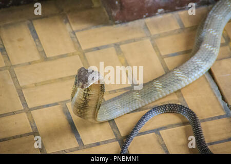 Il re cobra (Ophiophagus hannah), noto anche come hamadryad, è una specie di serpente velenoso nella famiglia Elapidae. Il più grande serpente velenoso specie Foto Stock