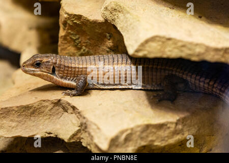 Lizard placcato in Sudan lucertola - Gerrhosaurus principali Foto Stock