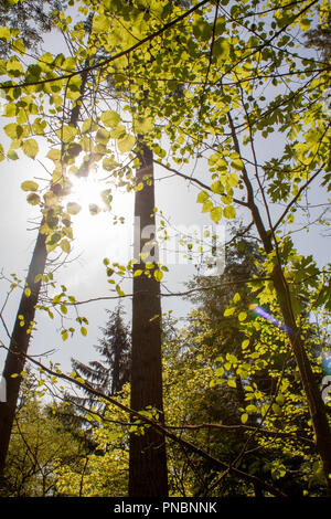 Luce del sole che filtra attraverso gli alberi di primavera nella splendida Riserva Naturale di Roccia Bianca, British Columbia Foto Stock
