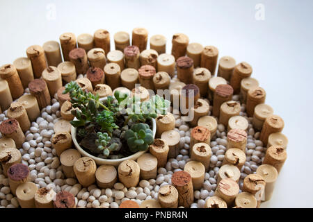 Pietra giapponese concetto di giardino: vino i tappi di sughero a forma di spirale con composizione di fagioli bianchi e piccoli vasi di piante succulente in medio close up Foto Stock