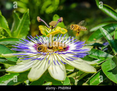 Fiori del fiore di passione blu duro, fiore di passiflora caverulea,. Api impollinanti su un fiore di passiflora. fiore ape primo piano giardino Foto Stock