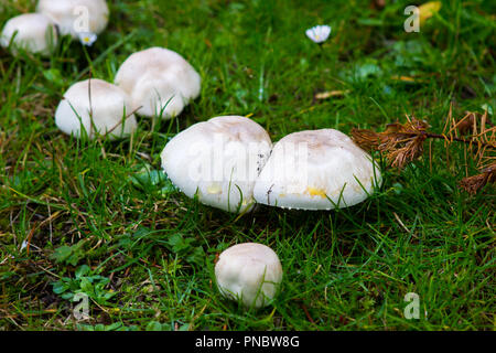 Non identificato le varietà di funghi che crescono su un pavimento di bosco a metà settembre. Foto Stock