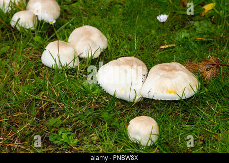 Non identificato le varietà di funghi che crescono su un pavimento di bosco a metà settembre. Foto Stock