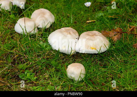 Non identificato le varietà di funghi che crescono su un pavimento di bosco a metà settembre. Foto Stock