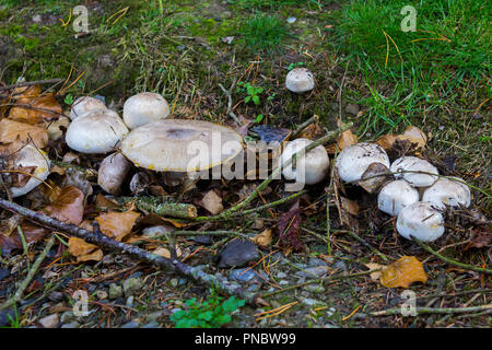 Non identificato le varietà di funghi che crescono su un pavimento di bosco a metà settembre. Foto Stock