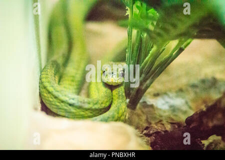 Il gatto verde serpente (Boiga cyanea) nella fattoria di serpenti e nomi comuni sono il ciano-ganasce serpente gatto, Gatto verde serpente verde-eyed snake. Foto Stock