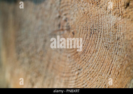 Tagliare il legno di pino log texture di sfondo macro Foto Stock