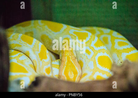Albino birmano (Python Python bivittatus) è uno dei cinque più grandi specie di serpenti nel mondo è nativo in una grande area di tropicale a sud e Foto Stock