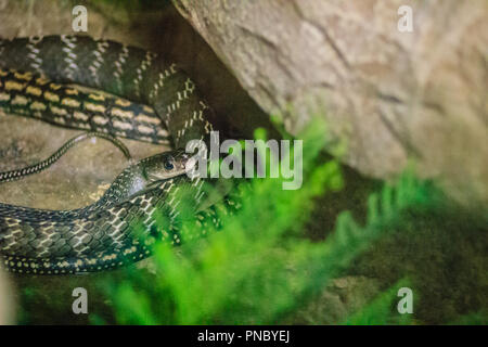 Keeled ratto (Ptyas carinata) nella fattoria di serpenti. È comunemente noto come il ratto keeled snake, Ptyas carinata è una specie di serpente colubrid. Foto Stock