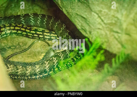 Keeled ratto (Ptyas carinata) nella fattoria di serpenti. È comunemente noto come il ratto keeled snake, Ptyas carinata è una specie di serpente colubrid. Foto Stock