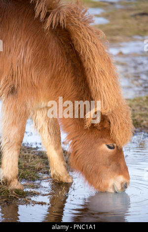 Close-up ritratto headshot vista laterale di carino shaggy dai capelli tipico pony islandese acqua potabile nel sud dell'Islanda Foto Stock