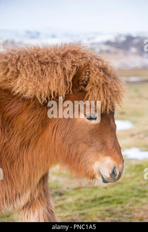 Close-up ritratto headshot vista laterale di carino shaggy dai capelli tipico pony islandese nel sud dell'Islanda Foto Stock