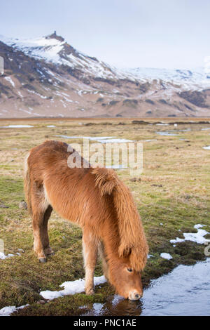 Carino shaggy dai capelli tipico pony islandese acqua potabile nel sud dell'Islanda Foto Stock