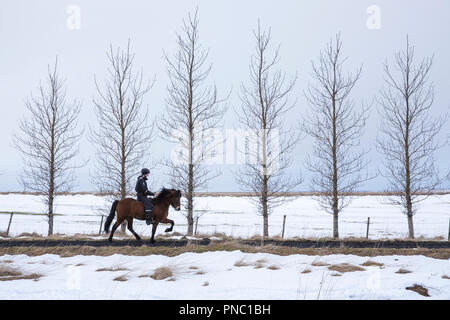 Donna di equitazione pony islandese facendo il tradizionale tolt gait - tolting - in Hella nel sud dell'Islanda Foto Stock