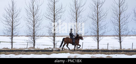 Donna di equitazione pony islandese facendo il tradizionale tolt gait - tolting - in Hella nel sud dell'Islanda Foto Stock