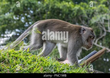 Design Balinese lunga coda di scimmia Foto Stock