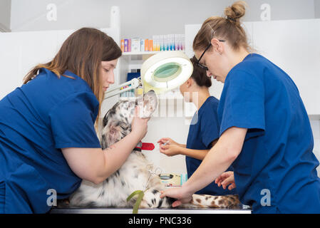 Team veterinario posto una linea endovenosa in un cane Foto Stock