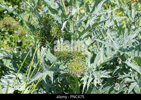 Teste di semina Allium contro il fogliame d'argento Cynara cardunculus Foto Stock