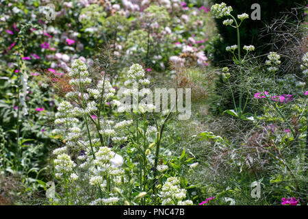 Centranthus ruber 'Albus' con Foeniculum vulgare " Purpureum' e Geranium psilostemon - bianco Valeriano, bronzo finocchio, armena cranesbill piantagione Foto Stock