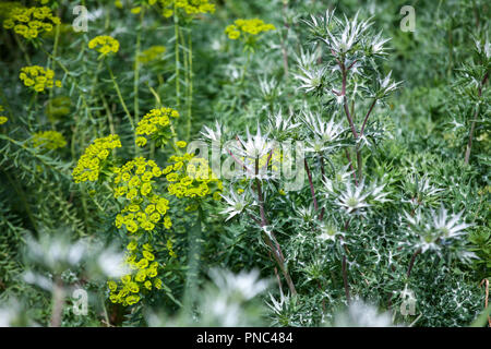 Verde Lime Euphorbia seguieriana subsp. niciciana con blu argento Eryngium bourgatii piantagione combinazione Foto Stock