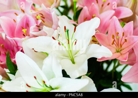 Il Lilium candidum - bianco e gigli rosa bouquet di fiori Foto Stock