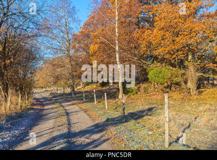 Strada forestale attraverso il paesaggio autunnale Foto Stock