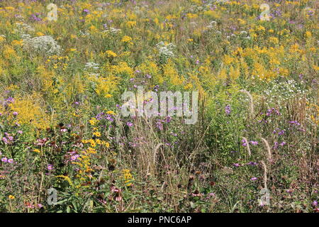 Bellissimo ed enorme campo di fiori selvatici in fine estate e inizio autunno giorno. Foto Stock