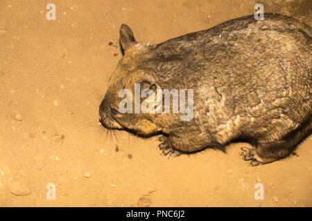 Southern Hairy-Nosed Wombat (Lasiorhinus latifrons) Foto Stock