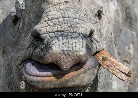 Il rinoceronte indiano (Rhinoceros unicornis) masticare un pezzo di legno, chiusura del labbro superiore, lingua e muso Foto Stock