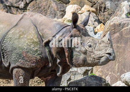 Il rinoceronte indiano (Rhinoceros unicornis) close-up di testa con avvisatore acustico e tipico-verruca come urti e pieghe della pelle Foto Stock