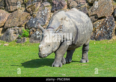 Il rinoceronte indiano (Rhinoceros unicornis) giovani / bambino con piccolo corno allo zoo ZooParc de Beauval, Francia Foto Stock