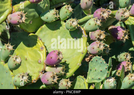Indian fig opuntia / Barberia fig (Opuntia ficus-indica) ficodindia cactus mostra frutto lungo la costa mediterranea francese, Francia Foto Stock