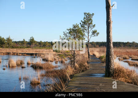 Il Boardwalk attraverso la zona umida riserva naturale, inverno Foto Stock