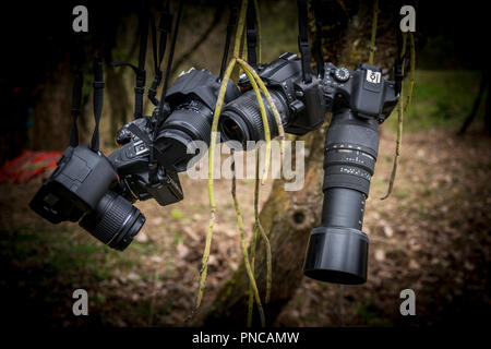 Cinque fotocamere DSLR appeso al ramo di un albero in mezzo alla natura Foto Stock