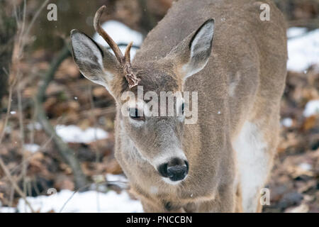 White-tailed deer (Odocoileus virginianus) buck con piccole atipica (singola) corna. Foto Stock