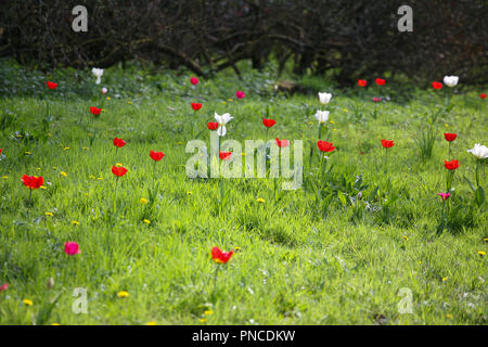 Vivaci tulipani rossi (Tulipa spp.) in un prato erboso, tempo di primavera Foto Stock