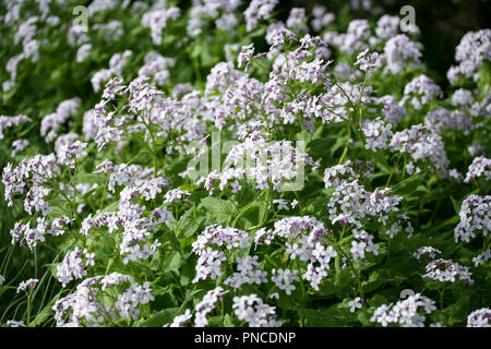 Lunaria rediviva fioritura Foto Stock