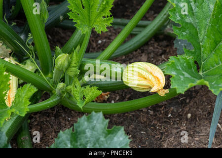 La Cucurbita pepo. Zucchine in crescita in un orto Foto Stock