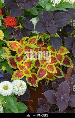 Coleus scutellarioides "nana rossa". Coleus Red Dwarf in un vaso vegetale Foto Stock