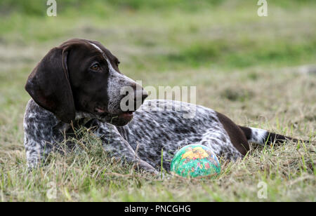 Il tedesco shorthaired puntatore, kurtshaar uno brown spotted cucciolo giace sull'erba verde accanto ad essa vi è un verde pallina, il cane sta cercando Foto Stock