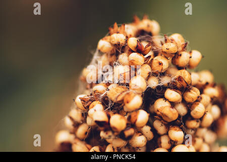 La fotografia macro di sorgo, fioritura delle piante coltivate e cresciute per i grani Foto Stock