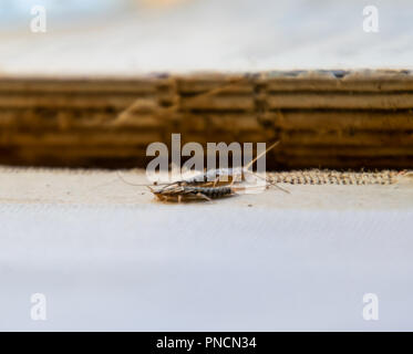 Pest libri e giornali. Alimentazione degli insetti su carta - silverfish, lardoglyphus Foto Stock