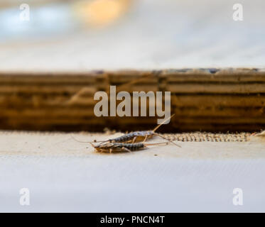 Pest libri e giornali. Alimentazione degli insetti su carta - silverfish, lardoglyphus Foto Stock